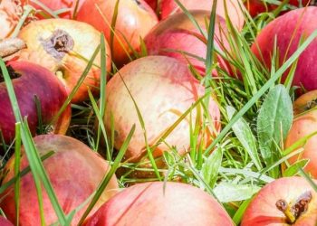 (Foto: Wikimedia Commons)