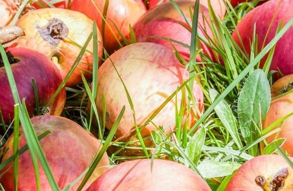 Comer uma fruta ou verdura com larvas faz mal?