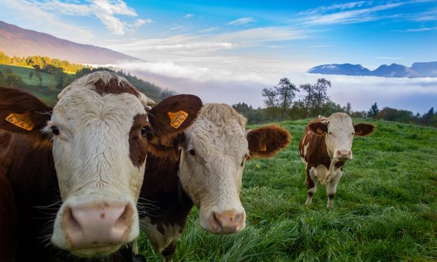 Primeira etapa de vacinação contra febre aftosa no Ceará é estendida até o dia 16 de julho