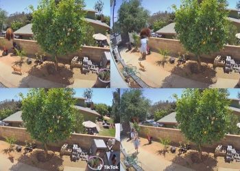 Mulher empurra urso de cima do muro para proteger seus cães (Foto: Reprodução/Tiktok/bakedlikepie)