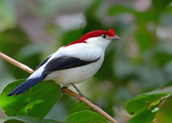 O soldadinho-do-araripe (Antiolphia bokermanni) é uma das aves mais ameaçadas do Planeta (Foto: Susana Coppede/VC no TG)