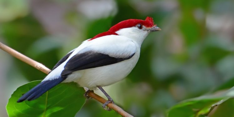 Floresta Nacional do Araripe comemora 75 anos de criação