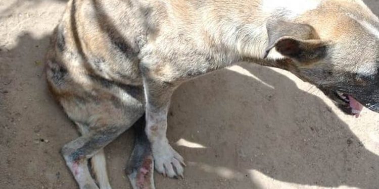 Homem vai cobrar dívida, não recebe dinheiro e atropela cadela da devedora de propósito em Assaré