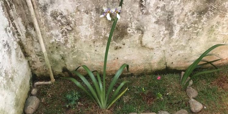 A família que alugou casa e achou proprietária desaparecida enterrada no jardim