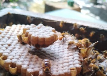 O resultado desse levantamento foi publicado em artigo científico nos Anais da Academia Brasileira de Ciências (AABC) (Foto: Hiara Meneses/Arquivo pessoal)