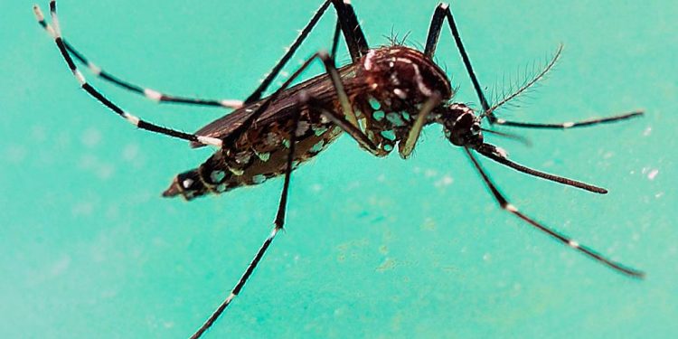 Cientistas usam técnica para tornar Aedes aegypti ‘cego’