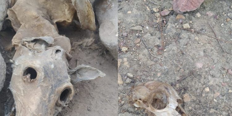 Homem é preso após filmar matança de cachorros, e polícia descobre ‘cemitério’ de animais em Campos Sales