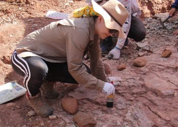 Apesar de não ser tão atrativo aos olhos e pouco estudados, os fósseis encontrados em Missão Velha trazem informações valiosas a respeito do período Jurássico (Foto: Laboratório de Paleontologia da Urca/Divulgação)