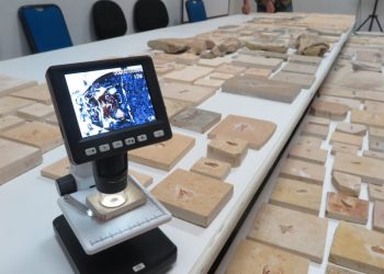 Entre as peças entregues estão fósseis de aranhas, escorpiões, libélulas, plantas e até crânios de pterossauros (Foto: Antonio Rodrigues)