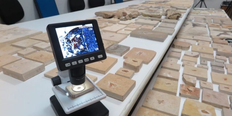 Mais de 237 fósseis apreendidos pela PF são devolvidos ao Cariri e ficarão em museu de Paleontologia