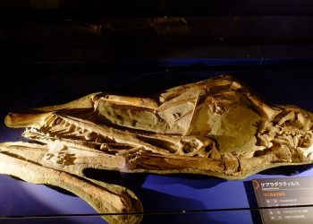 Fóssil de Cearadactylus está em um museu na Itália (Foto: Kumiko/Reprodução)