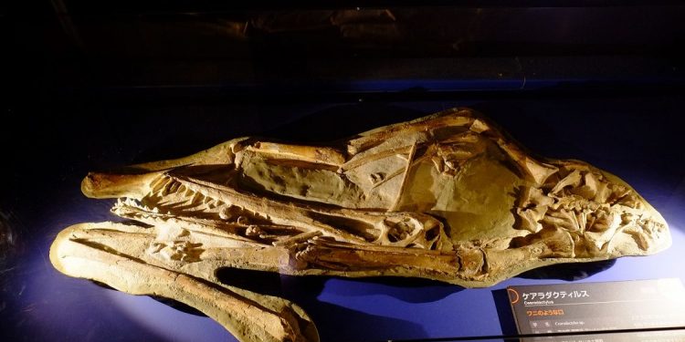 Cariri deve receber de volta fósseis que estão na Itália e na França