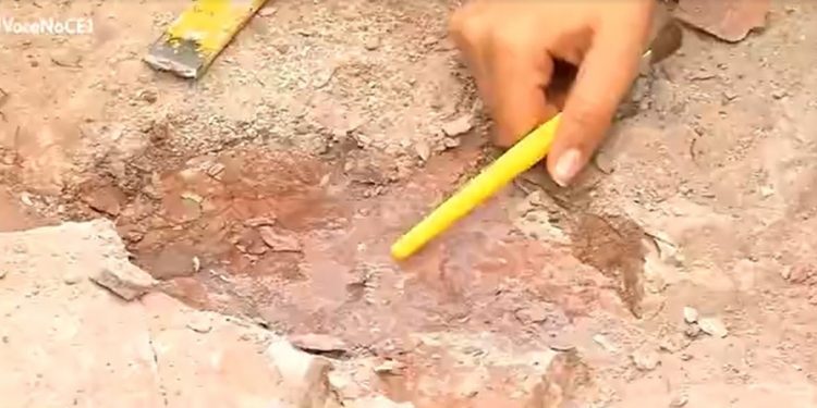 Imagem do espinho do dorso de tubarão incrustado em bacia fossilífera no Sul do Ceará; achado ocorreu nesta quinta-feira (5) (Foto: Reprodução)