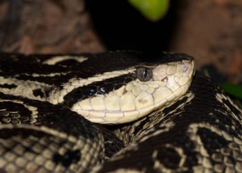 Pesquisadores estudaram proteínas do veneno da cobra Jararacuçu (Foto: Instituto Butantã/Getty Images)