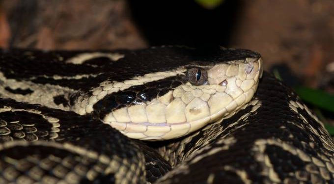 Cobra brasileira tem no veneno molécula capaz de inibir o coronavírus