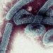 O que é o vírus de Marburg, doença ‘prima’ do Ebola que preocupa a OMS