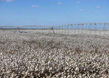 Governo do Ceará cria programa para impulsionar a produção de algodão no estado (Foto: Helene Santos/Governo do Ceará)