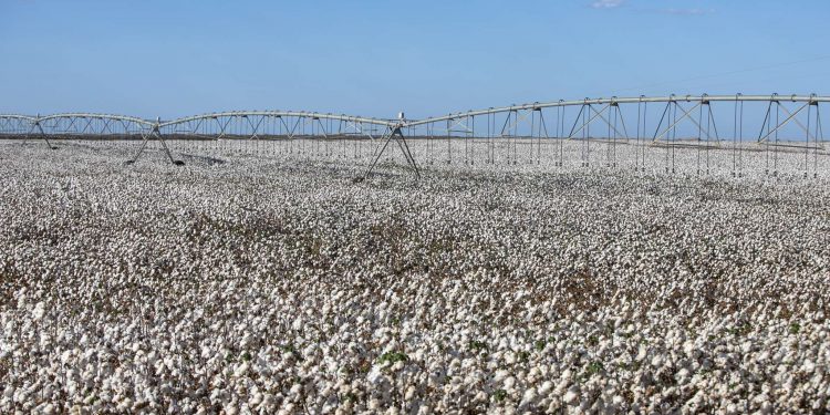 Colheita do algodão no Ceará deverá bater recorde de produtividade