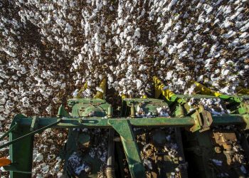 Iniciativa prevê a aquisição e distribuição de sementes de qualidade a produtores rurais, além de assistência técnica (Foto: Helene Santos/Governo do Ceará)