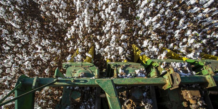 Colheita do algodão no Ceará deverá bater recorde de produtividade