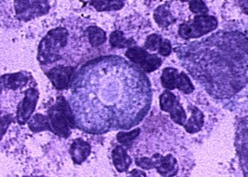 Meningoencefalite amebiana primária tem alto índice de letalidade (Foto: Laboratory Identification of Parasites of Public Health Concern/Divulgação)