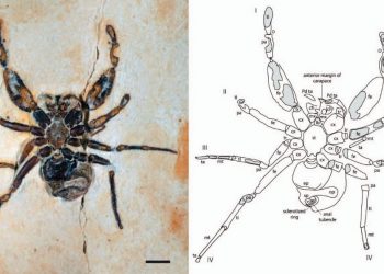 O fóssil teria sido extraído na Formação Crato, em Nova Olinda (Foto: Reprodução/Journal of Arachnology)