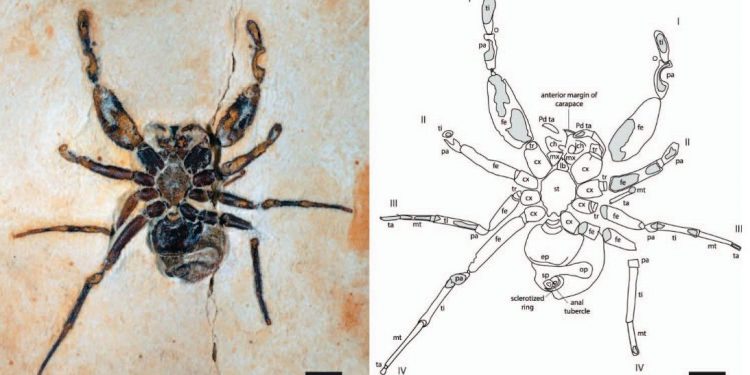 Após polêmica, artigo que descreve espécie de dinossauro mais antigo da Bacia do Araripe é excluído