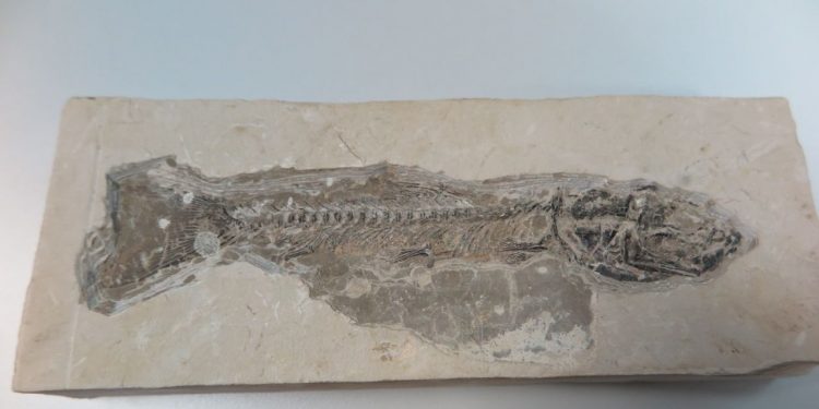 Como os fósseis da Bacia do Araripe ajudam a recontar a história do planeta