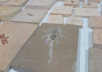 Esquema de tráfico de fósseis da Chapada do Araripe, no Ceará, até o Rio de Janeiro foi objeto de investigação da Polícia Federal (Foto: Antonio Rodrigues)