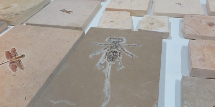 Como os fósseis da Bacia do Araripe ajudam a recontar a história do planeta