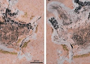 Material fóssil do Ubirajara jubatus foi originado da Bacia do Araripe (Foto: Cretaceous Research/Reprodução)