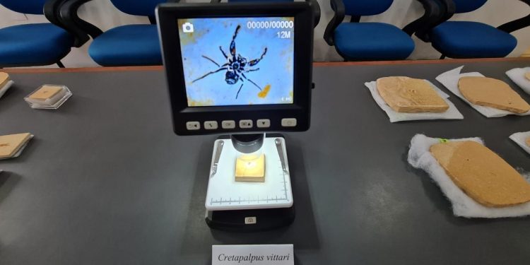 Fóssil de aranha com nome que homenageia Pabllo Vittar é recebido por pesquisadores no Cariri