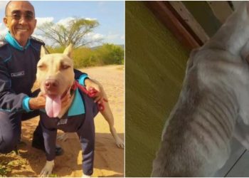 Baruk atualmente está com 11 meses e pesa 30 quilos. (à esquerda) Ele foi resgatado com nove meses e pesando cerca de 10 quilos. (á direita) (Foto: Arquivo pessoal)