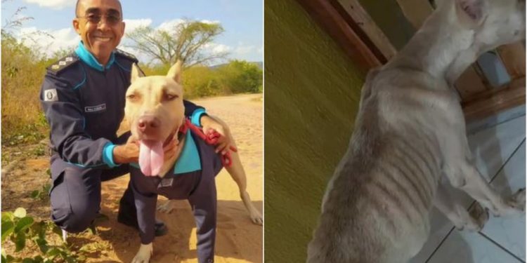 Pitbull resgatado com sinais de maus-tratos é adotado pela PM no Crato e ganha fardamento