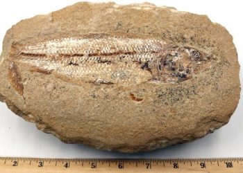 O modo comprimido do fóssil do peixe, tridimensional, é uma característica da fossilização da Formação Romualdo (Foto: Reprodução)
