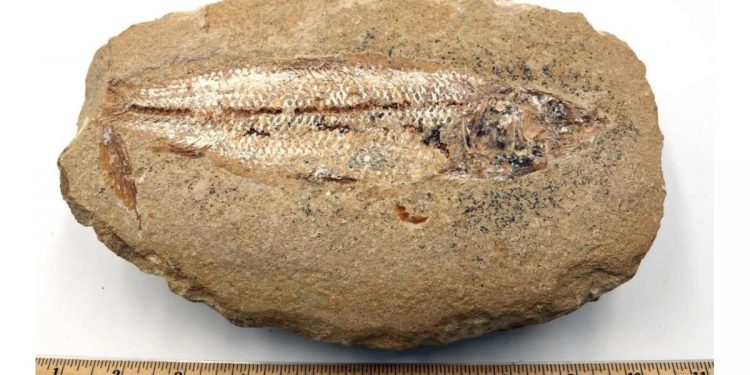 Fóssil da Bacia do Araripe é oferecido ilegalmente por quase R$ 2 mil em site de vendas europeu