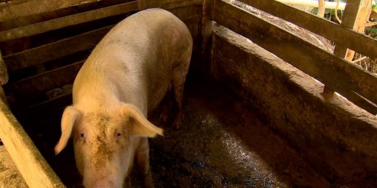 Foco de peste suína clássica é registrado no interior do Ceará
