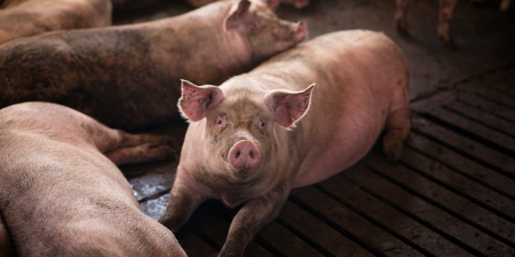 Peste suína não oferece risco à saúde humana; entenda a doença