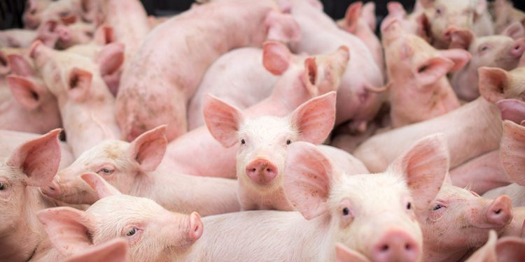 Pela primeira vez, cirurgiões transplantam rim de porco em um humano