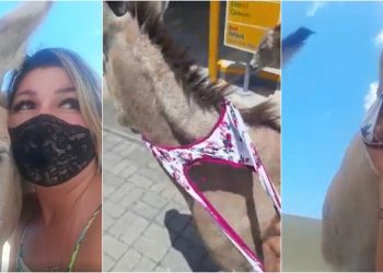 Ativista teve que usar a própria calcinha para resgatar jumento em via movimentada em Maracanaú (Foto: Reprodução)