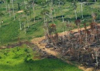 Antes da COP26, governo segurou dados do maior desmatamento em 15 anos