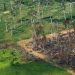 Antes da COP26, governo segurou dados do maior desmatamento em 15 anos