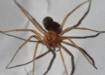 Quais são os animais mais perigosos que podem entrar em casas brasileiras?