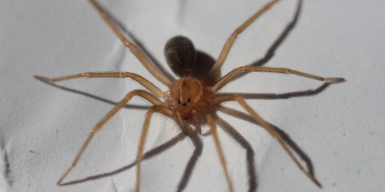 Quais são os animais mais perigosos que podem entrar em casas brasileiras?