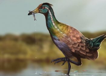 Sendo o fóssil do mais antigo ancestral das aves modernas, a espécie encontrada no Ceará amplia o georreferenciamento na paleontologia, que antes só via espécies assim em outros continentes (Foto: Divulgação)