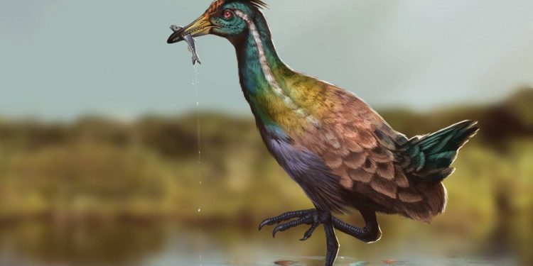 Ancestral de 115 milhões de anos das aves que existem atualmente é identificado em Nova Olinda