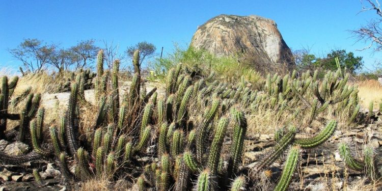 Apenas 2,5% da Caatinga está em área de preservação no Ceará