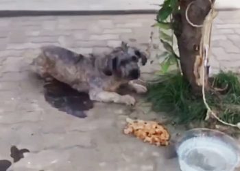 Cadela é amarrada a árvore e abandonada em Juazeiro do Norte (Foto: Reprodução g1 CE)