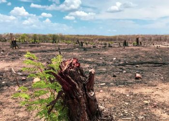 Ceará é 4º estado do Nordeste em desmatamento com 10 mil hectares degradados em 2020