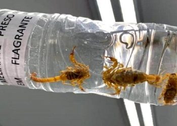 (Foto: Hanrrikson de Andrade/UOL)